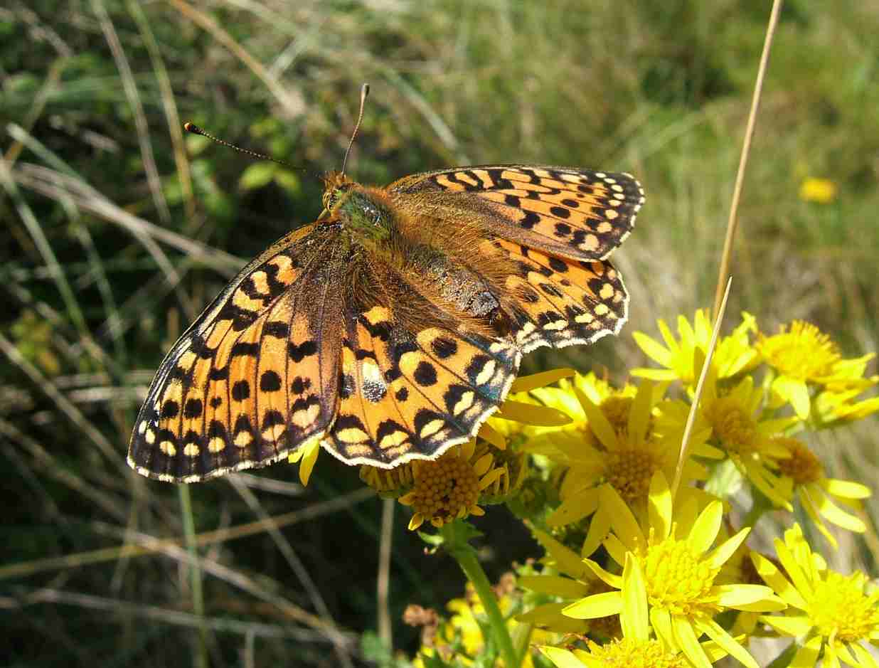Argynnis aglaja